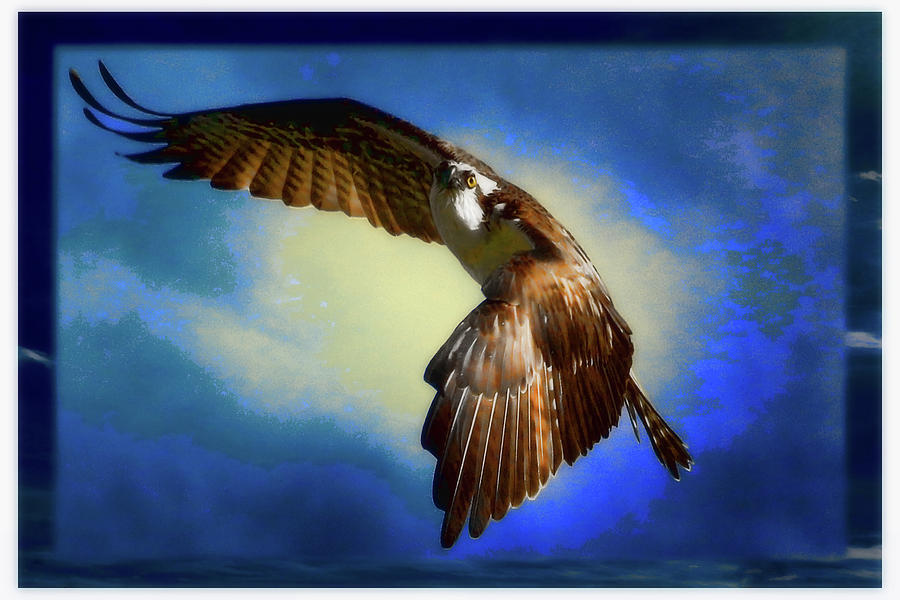 Spirit of the Osprey  Photograph by Ola Allen