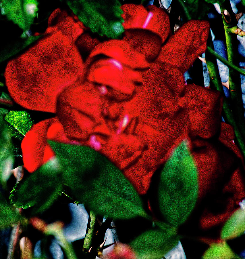 Spirit Of The Rose Photograph