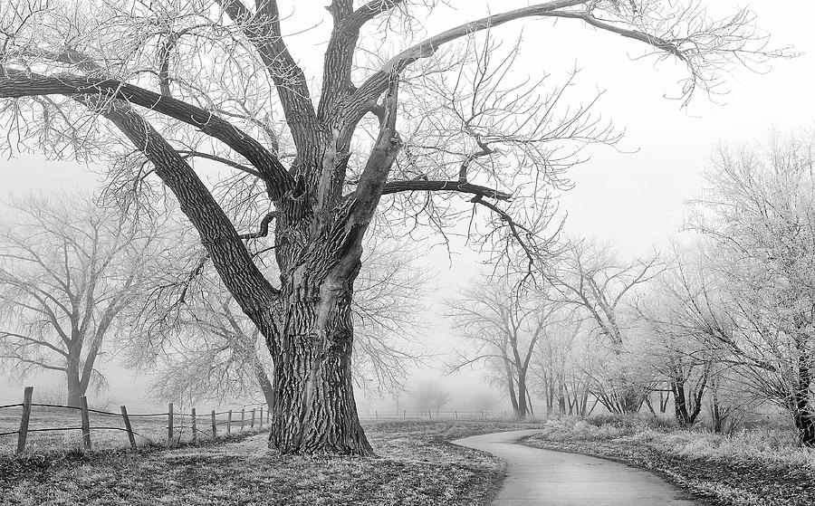 Spirit Of The Tree Photograph by Kadek Susanto
