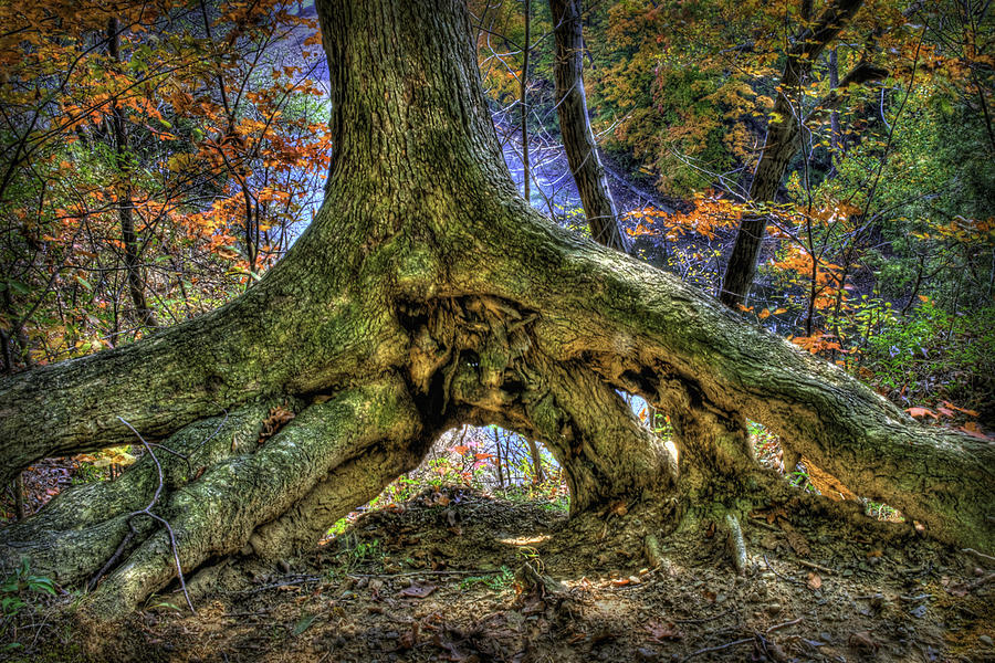 Spirit of the Wolf-Enchanted Tree Photograph by Neil Doren