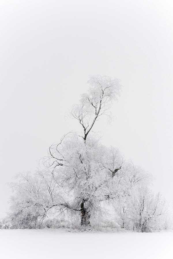 Winter Photograph - Spirit Tree by Dustin LeFevre