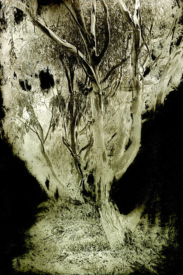 Spirit Tree Photograph by Paul W Faust -  Impressions of Light