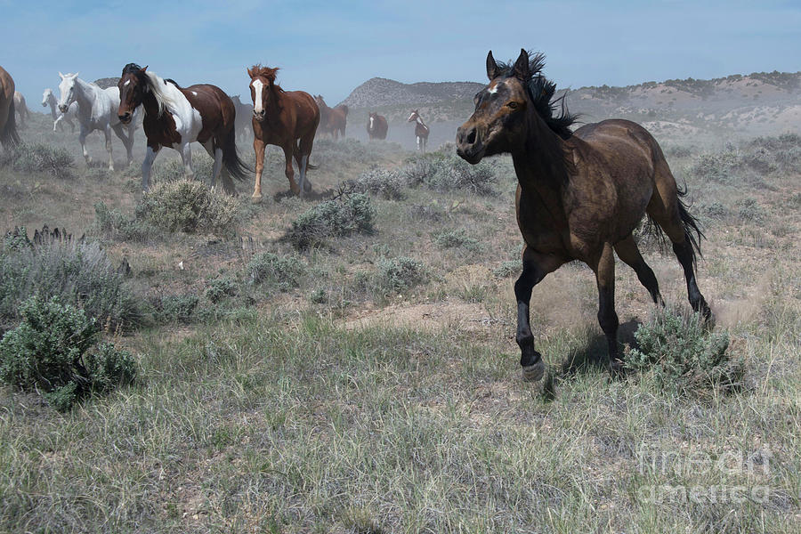 Animal Photograph - Spirited black horse running ahead of the herd on sagebrush prairie by Georgia Evans