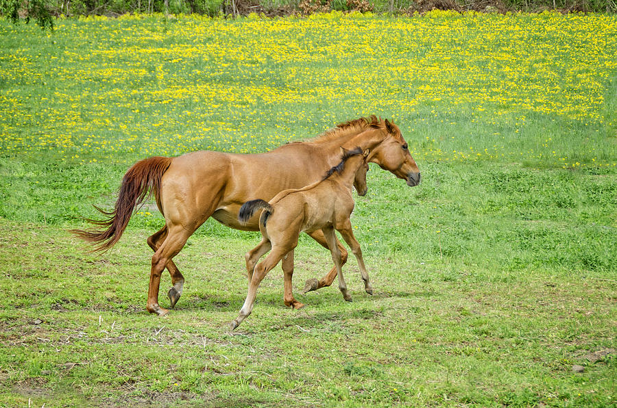 Spirited Foal Photograph by Donna Doherty