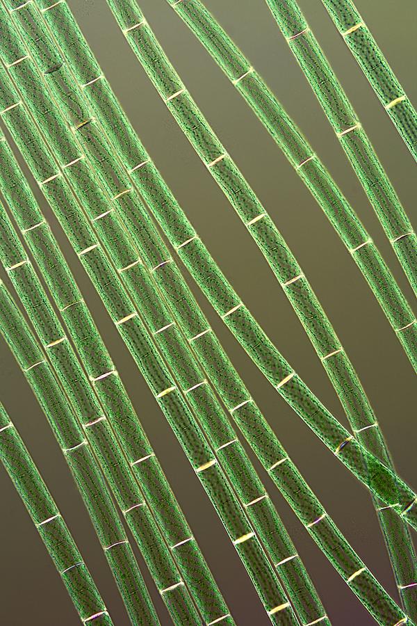 Nature Photograph - Spirogyra Algae, Light Micrograph by Jerzy Gubernator