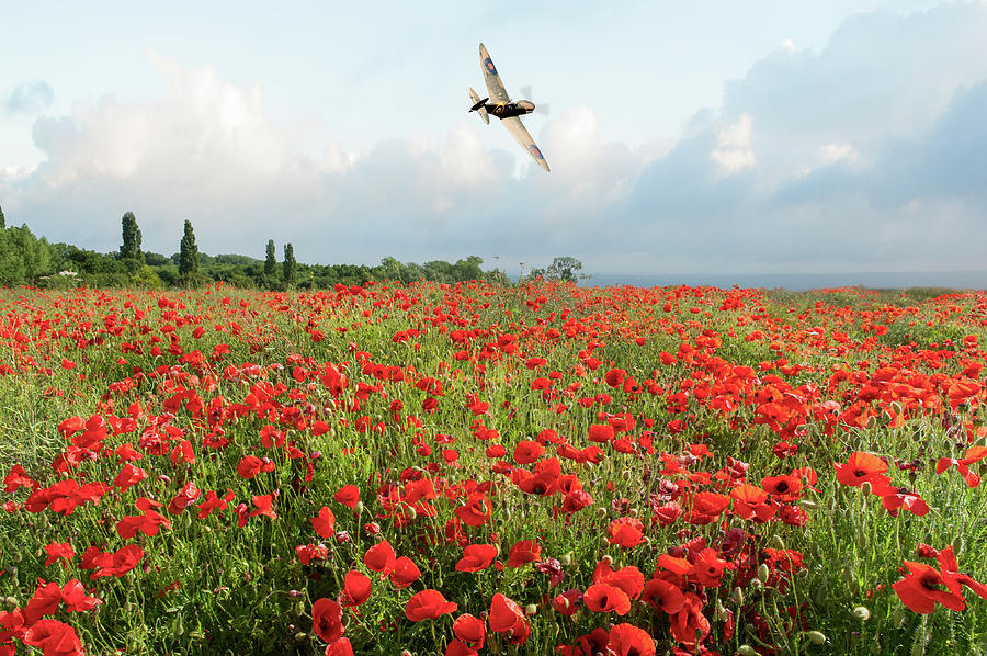 Spitfire over poppy field Photograph by Gary Eason