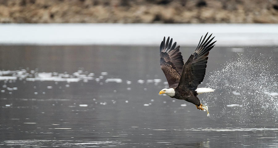 Bald Eagle Photograph - Splash and Grab by Bruce Neumann
