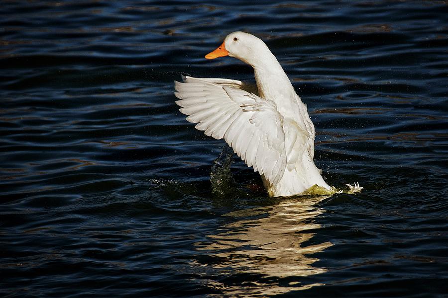 Splash and Stretch, American Pekin Duck Photograph by Flying Z Photography  by Zayne Diamond
