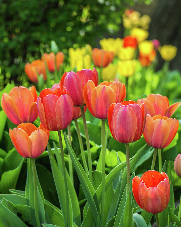 Flower Photograph - Splash of April Color by Bill Pevlor