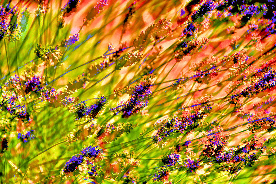 Splash of Lavender Photograph by Josephine Buschman