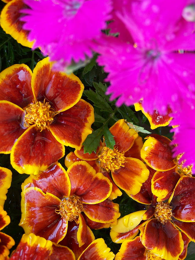 Flower Photograph - Splash of Color by Vijay Sharon Govender