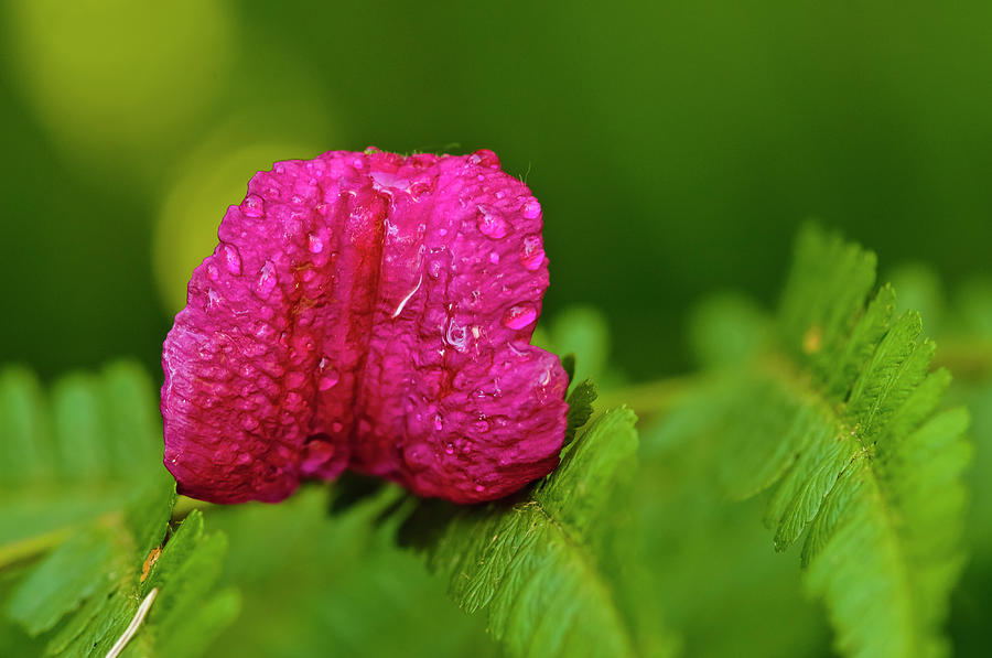 Flower Photograph - Splash of pink by Christine Kapler