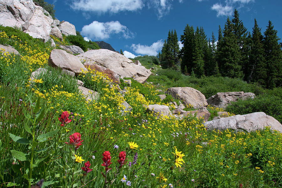 Splash of Red in a Colorado Wildflower Meadow Photograph by Cascade Colors