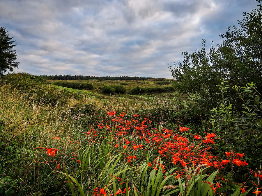 Splash of Summer Color in the County Clare Countryside Photograph by James Truett