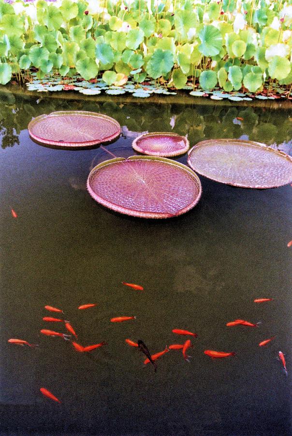 Splash Of Tangerine Photograph by Jan Amiss Photography
