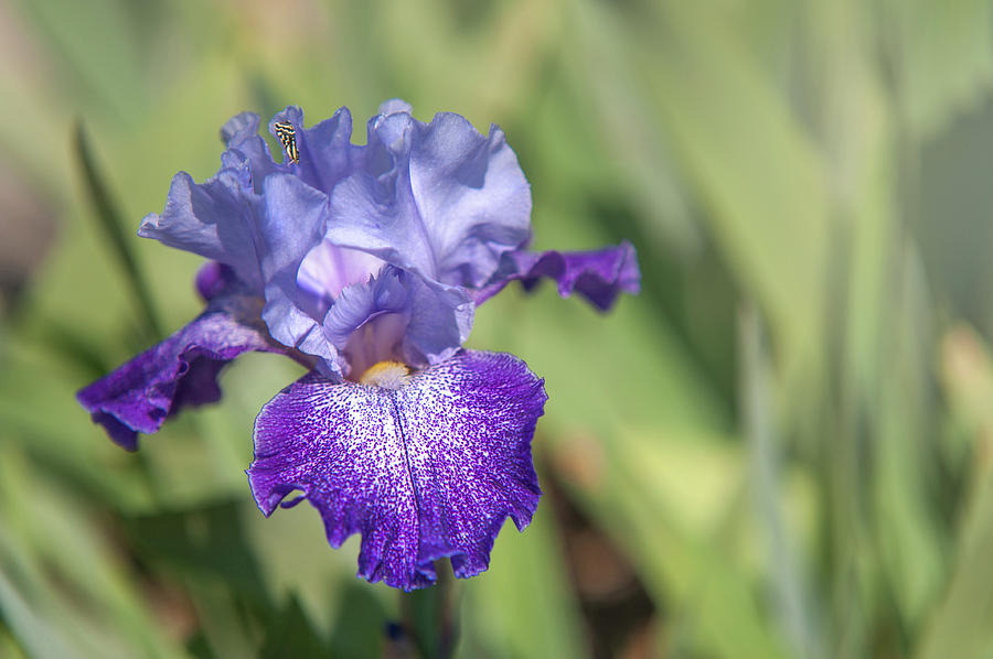 Iris Photograph - Splashacata 1. The Beauty of Irises by Jenny Rainbow