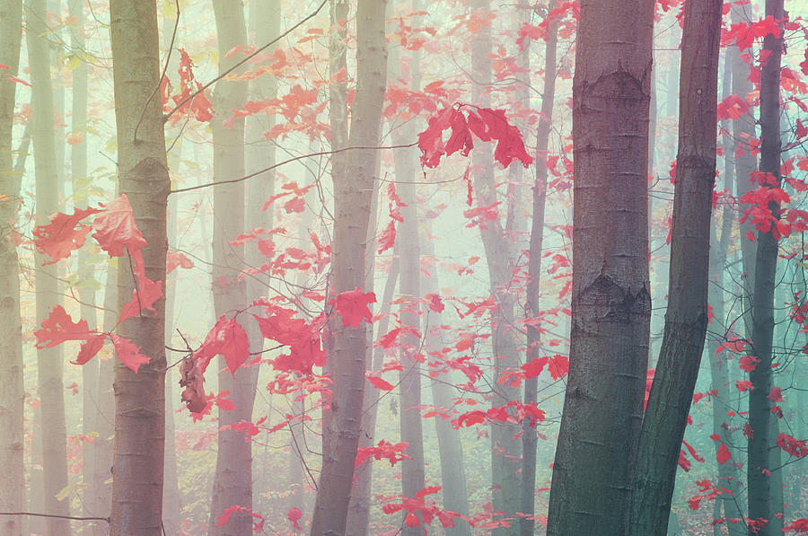 Splashes of Autumn Colors. Dreamy Photograph by Jenny Rainbow