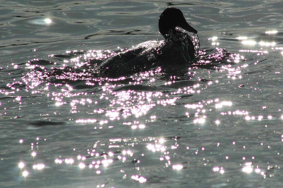 Splashing about silhouette Photograph by Martina Fagan