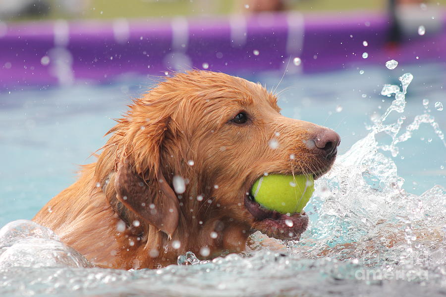 Dog Photograph - Splashing Around by Vicki Spindler