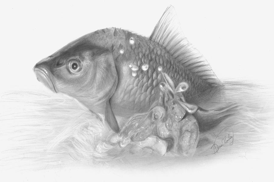 Splashing Carp Drawing by Dana Worley