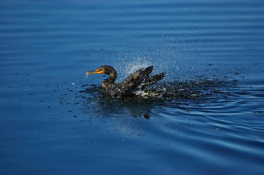 Nature Photograph - Splashing Cormorant by Richard Leighton