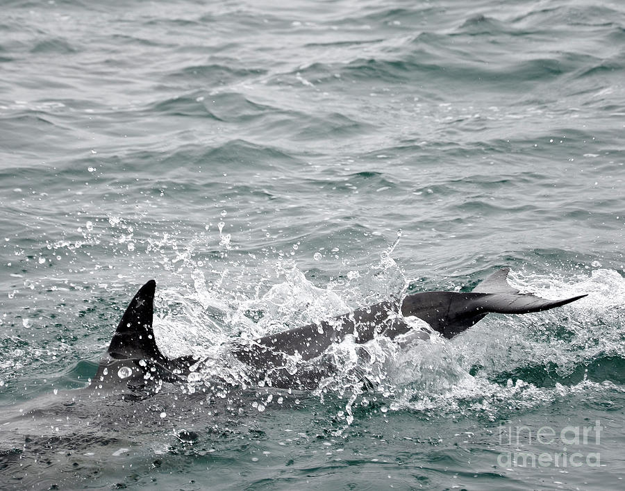 Splashing Dolphin Photograph by Timothy OLeary