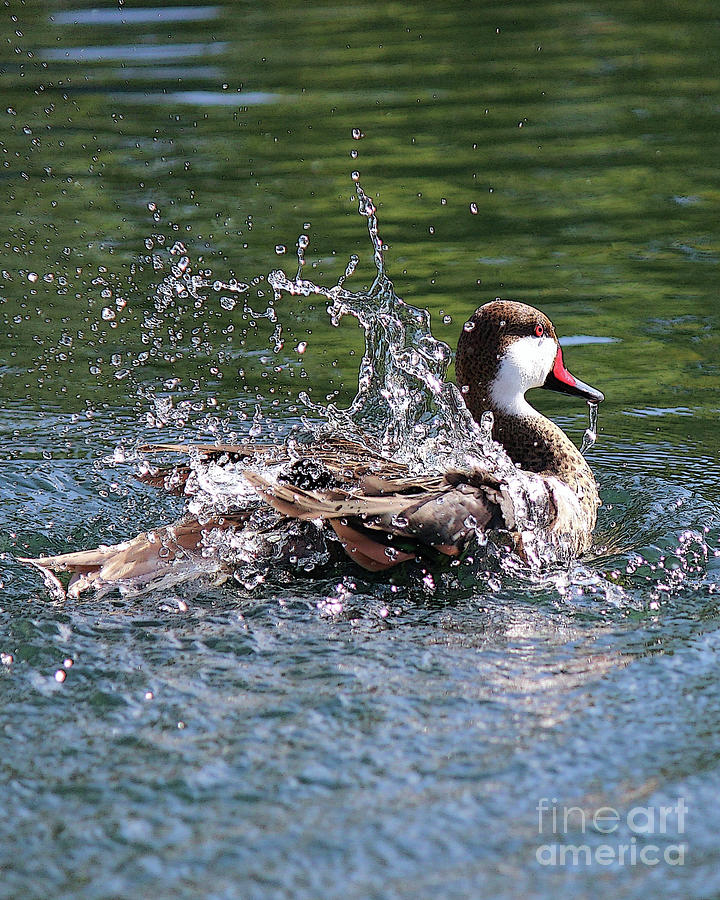 Splashing Duck Photograph by Liesl Walsh