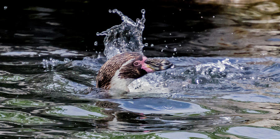 Splashing Humboldt Penguin Photograph by Scott Lyons