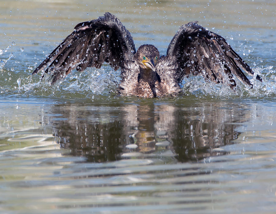 Splashing Neotropic Cormorant Photograph by Tam Ryan
