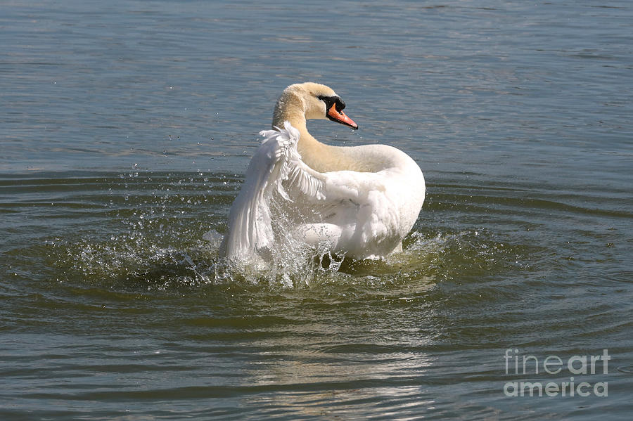 Splashing Swan Photograph by Carol Groenen