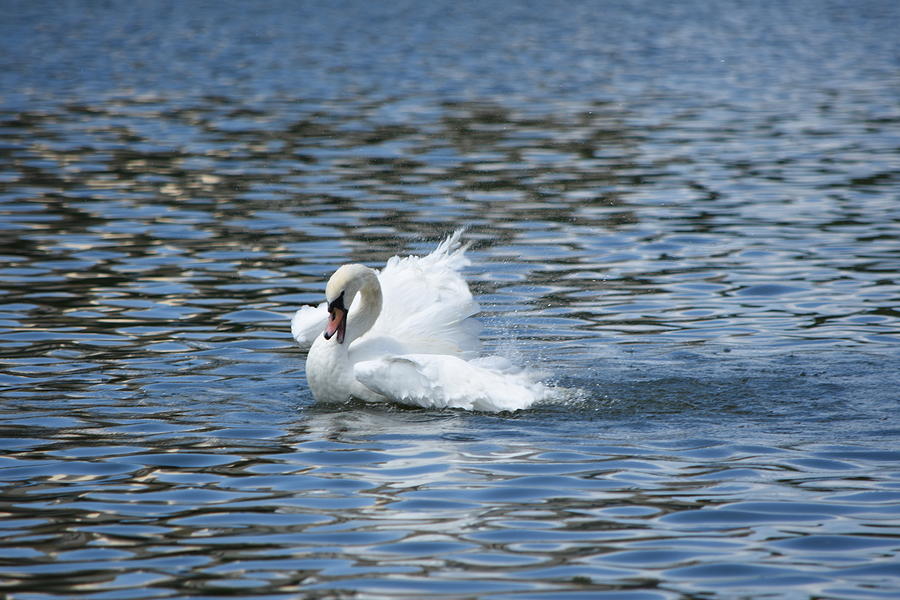 Splashing Swan Photograph by Jo Jurkiewicz