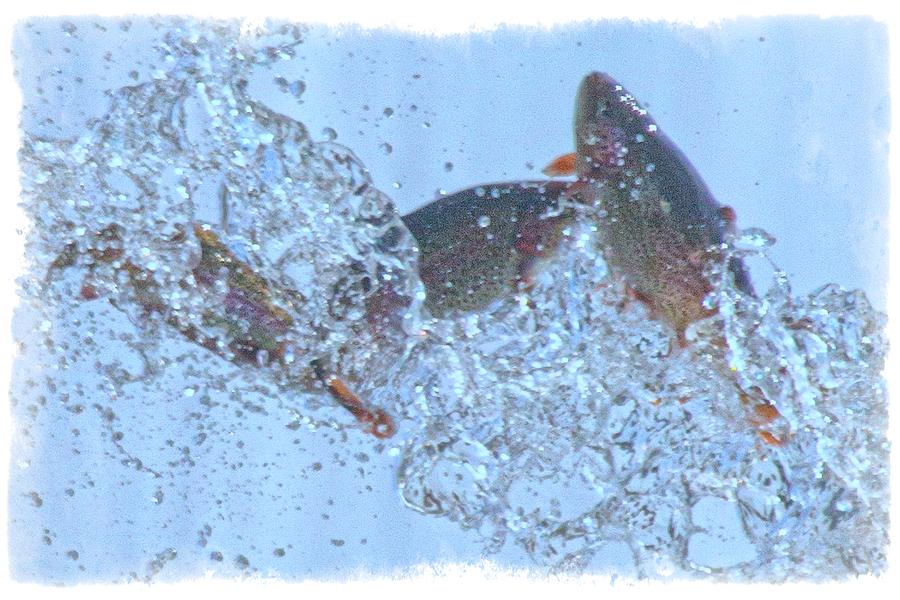 Splashing Trout Photograph by Constantine Gregory