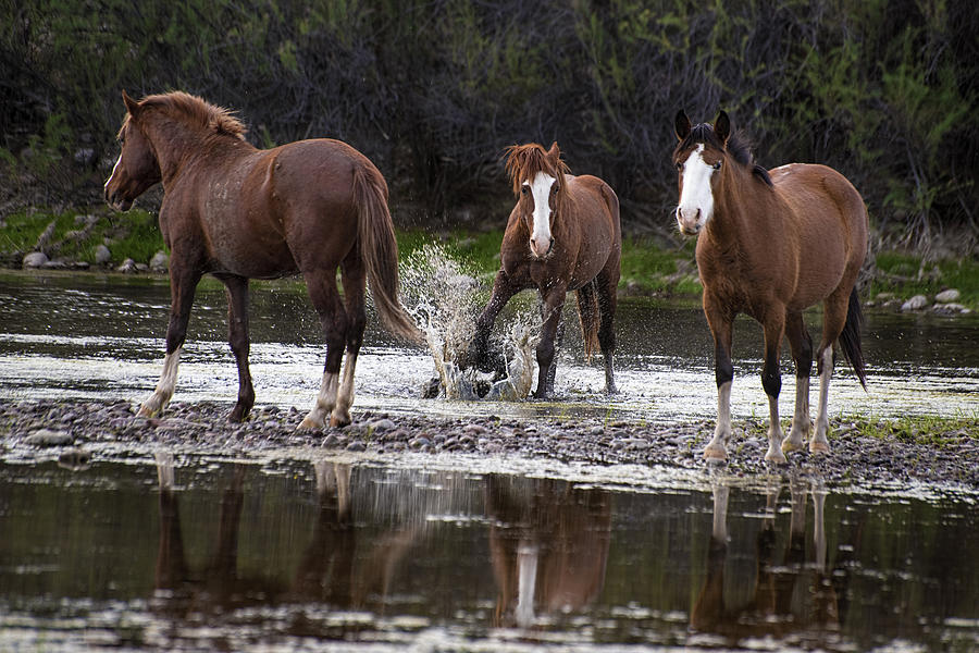 Splashing wild horse in the Salt River Photograph by Dave Dilli