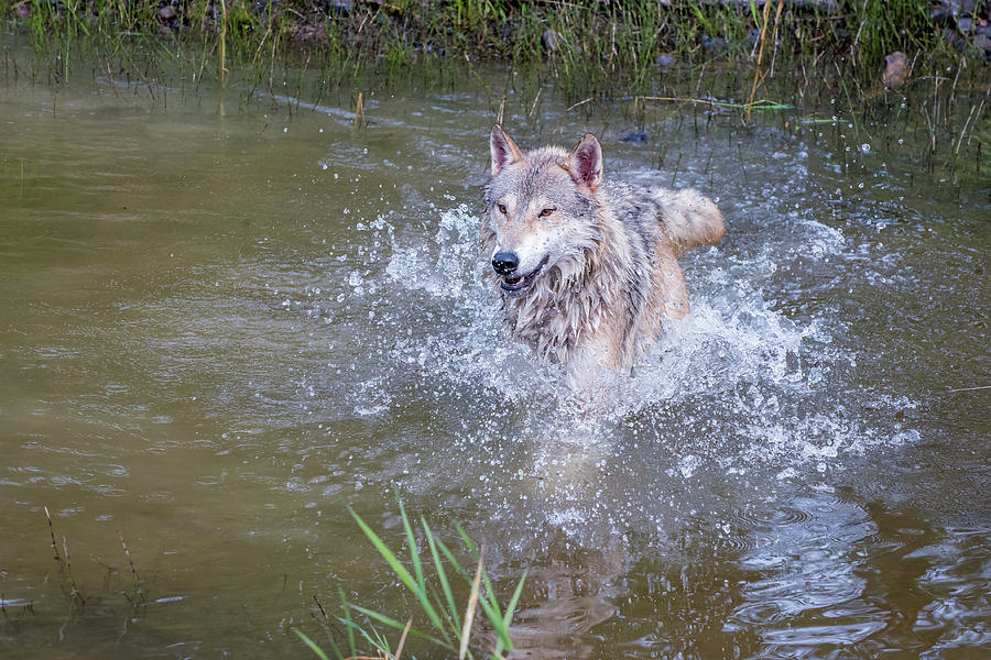 Splashing Wolf Photograph by Evelyn Harrison