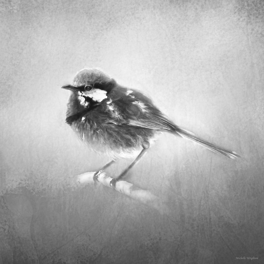 Splendid Fairy Wren in Black and White Photograph by Michelle Wrighton