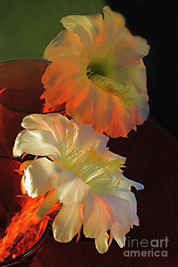 SPLENDID  FLOWER of CACTUS #1. Photograph by Alexander Vinogradov
