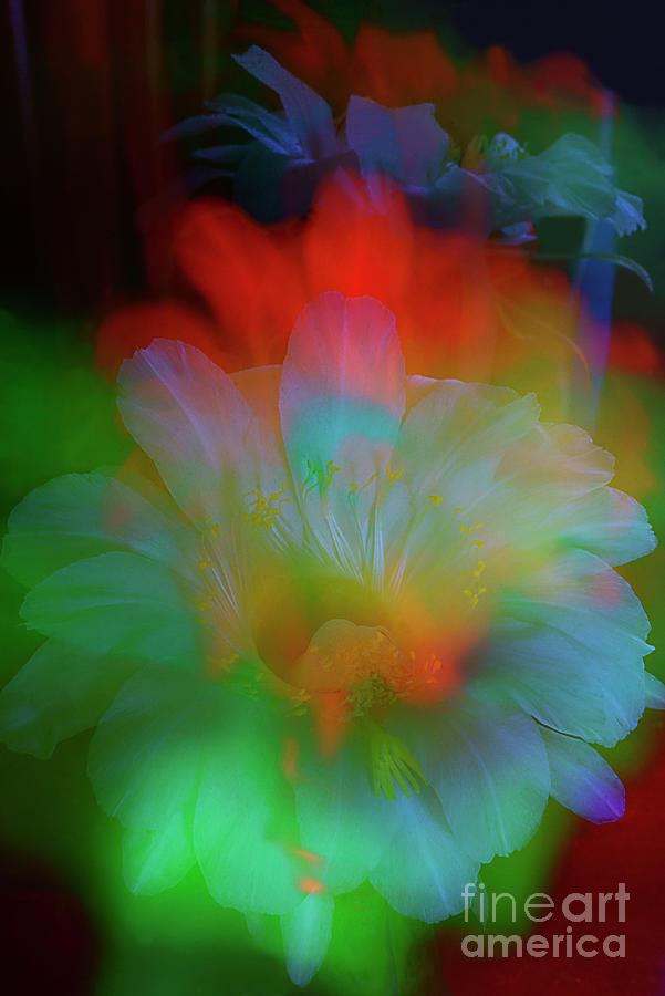 SPLENDID  FLOWER of CACTUS #3. Photograph by Alexander Vinogradov