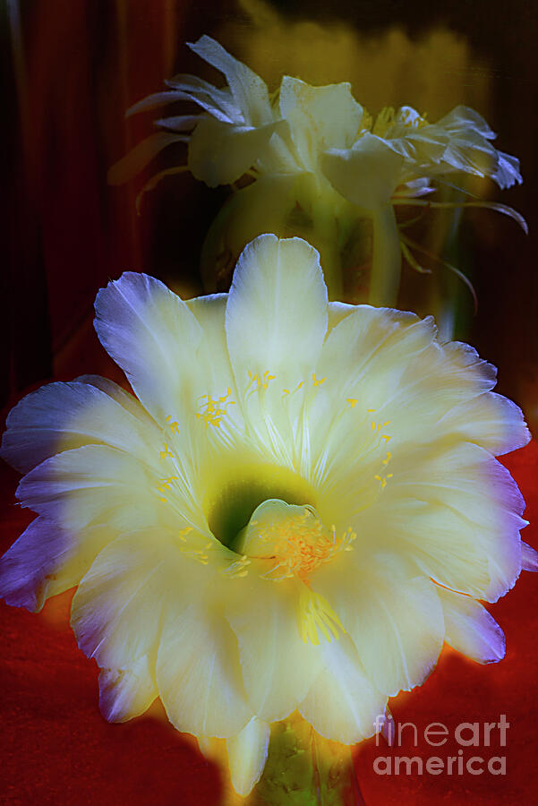 Splendid  Flower Of Cactus. Photograph
