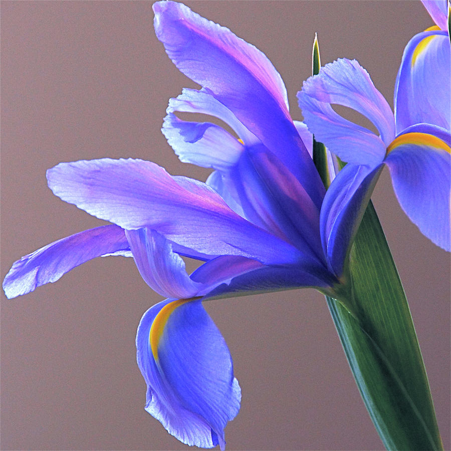 Splendid Iris Photograph by Byron Varvarigos