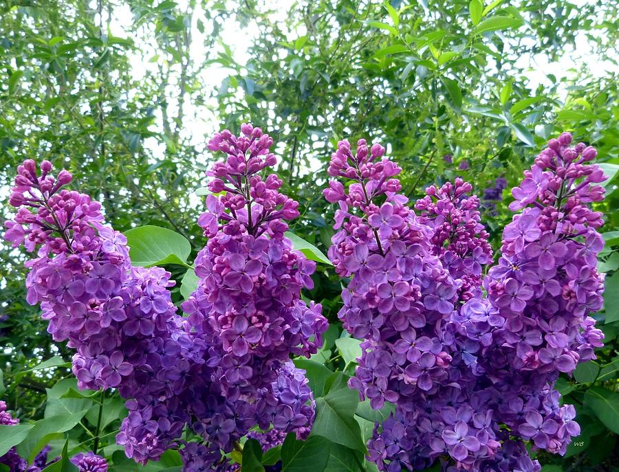 Splendid Lilacs Photograph by Will Borden