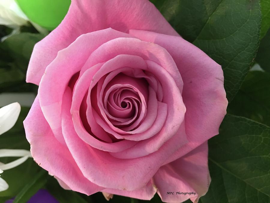 Splendid Rose Photograph by Marian Lonzetta