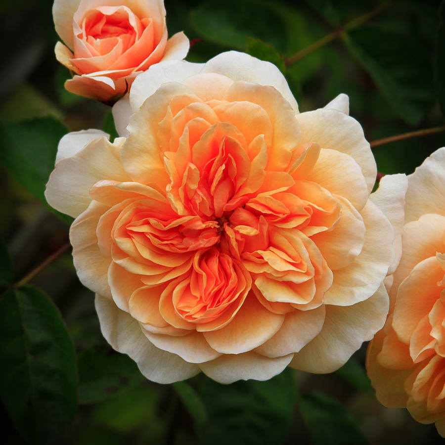 Splendiferous Apricot Rose Photograph by Bonnie Follett