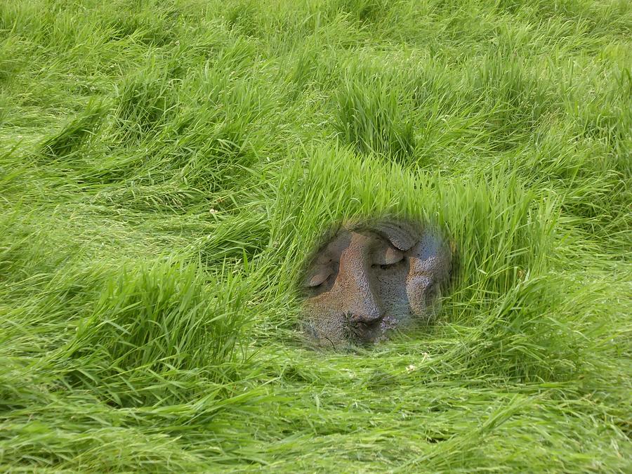 Splendor in the Grass Photograph by Mark J Curran