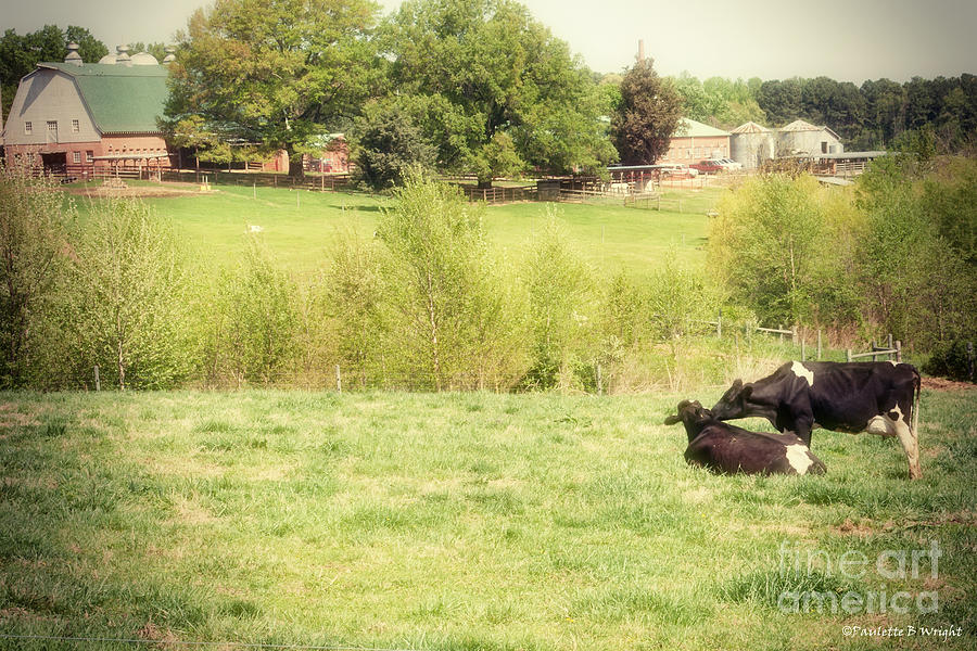 Cow Photograph - Splendor In The Grass by Paulette B Wright