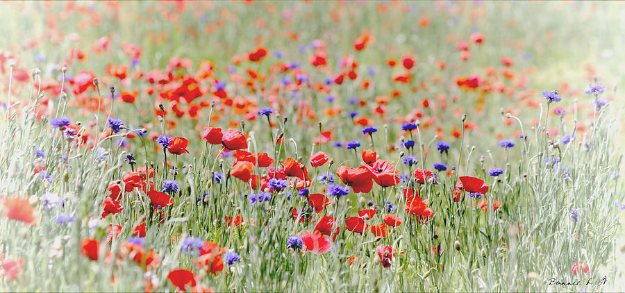 Splendor in the Poppy Field Photograph by Bonnie Willis