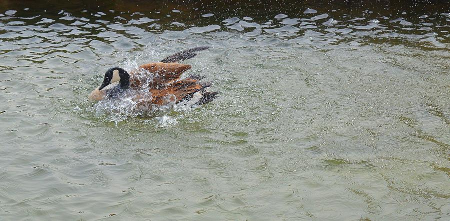 Splish Splash A Goose Taking A Bath  Digital Art by Lyle Crump