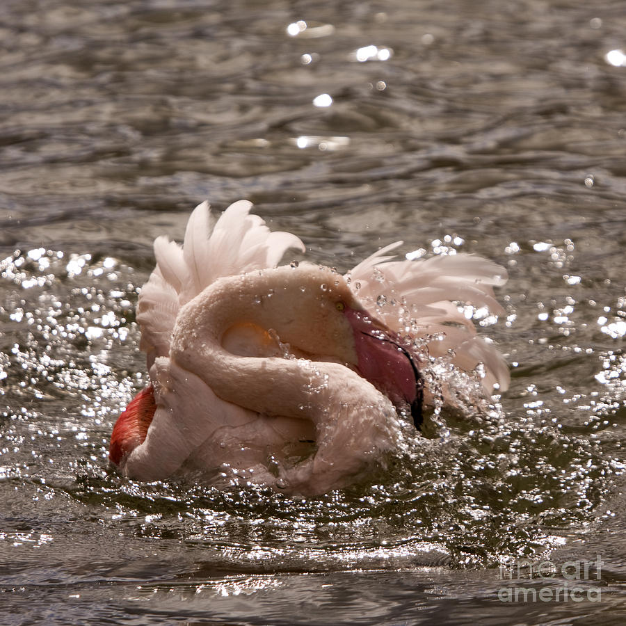 Flamingo Photograph - Splish Splash  by Ang El