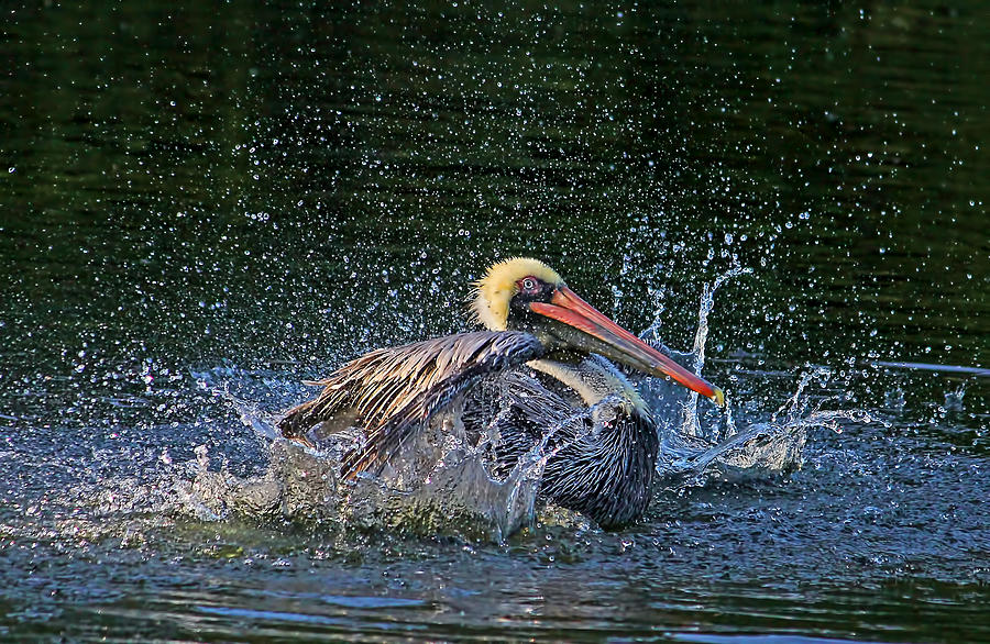 Splish Splash Photograph by HH Photography of Florida