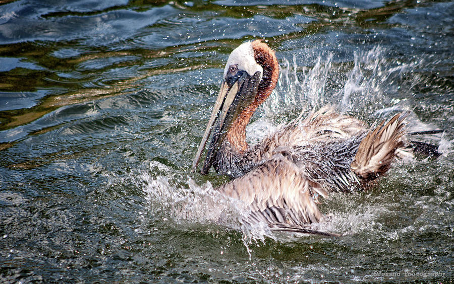 Splish Splash Pelican Photograph by Debra Forand