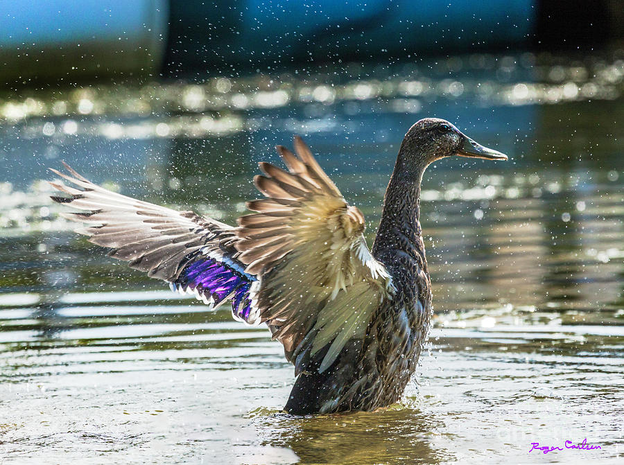 Splish Splash by Roger Carlsen Splish Splash by Roger Carlsen